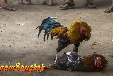 Efek Pukulan Ayam Bangkok