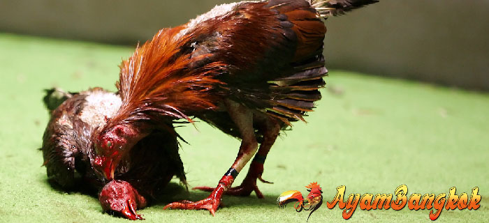 Latihan Ayam Bangkok Agar Agresif