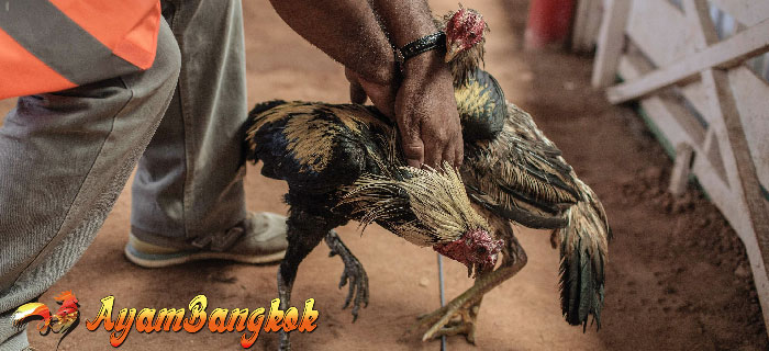 Efek Ayam Bangkok Diadu