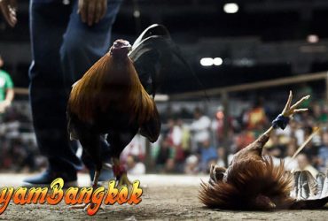 Ayam Bangkok Petarung Kategori Kelas Berat