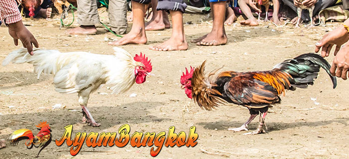 Standar Ukuran Ayam Bangkok