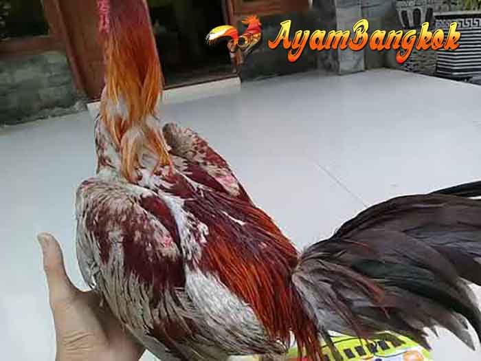 Ciri dan Keistimewaan Ayam Magon di dunia Sabung Ayam